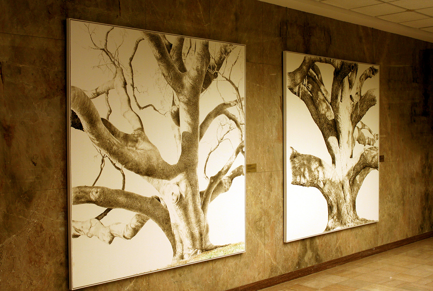 Gumbo Limbo & Safety Harbor Live Oak at Clearwater Courthouse, FL