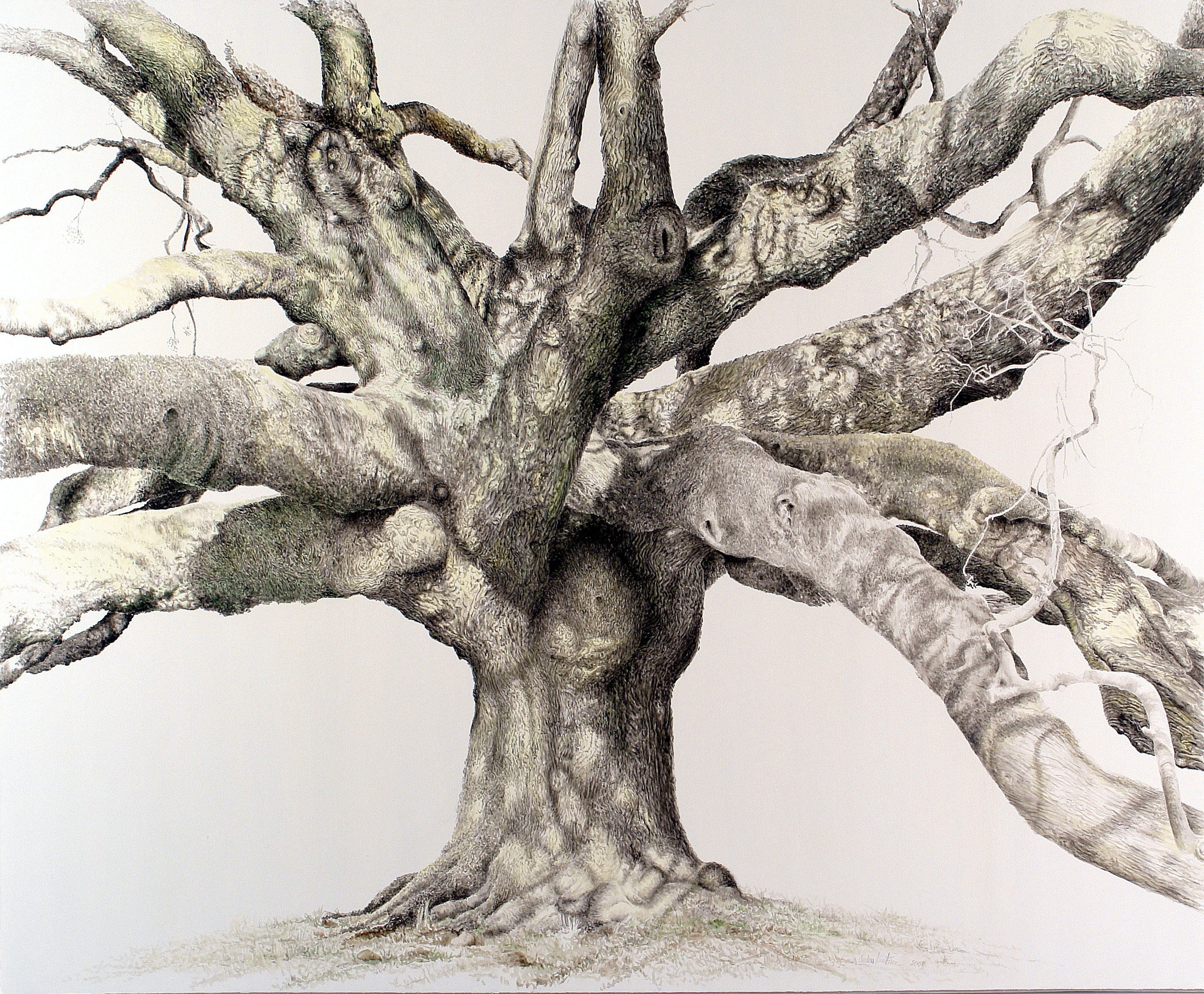 TREATY OAK -  U. of N. Florida 2006, 183 x 210cm