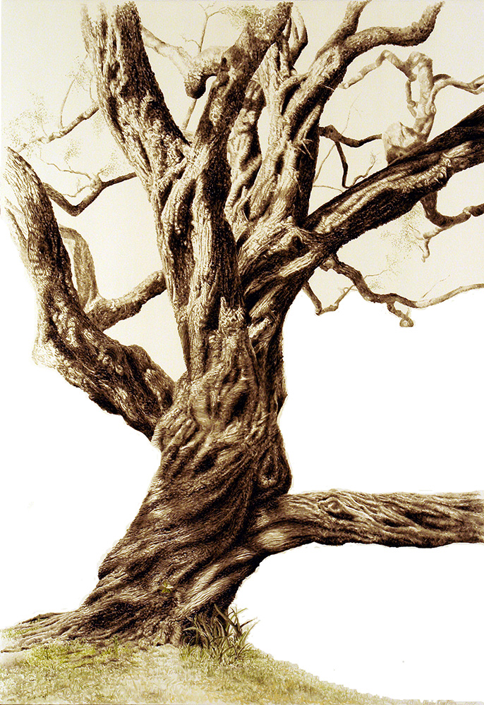 GREEN BUTTONWOOD - U. of N. Florida 2006, 183 x 130cm