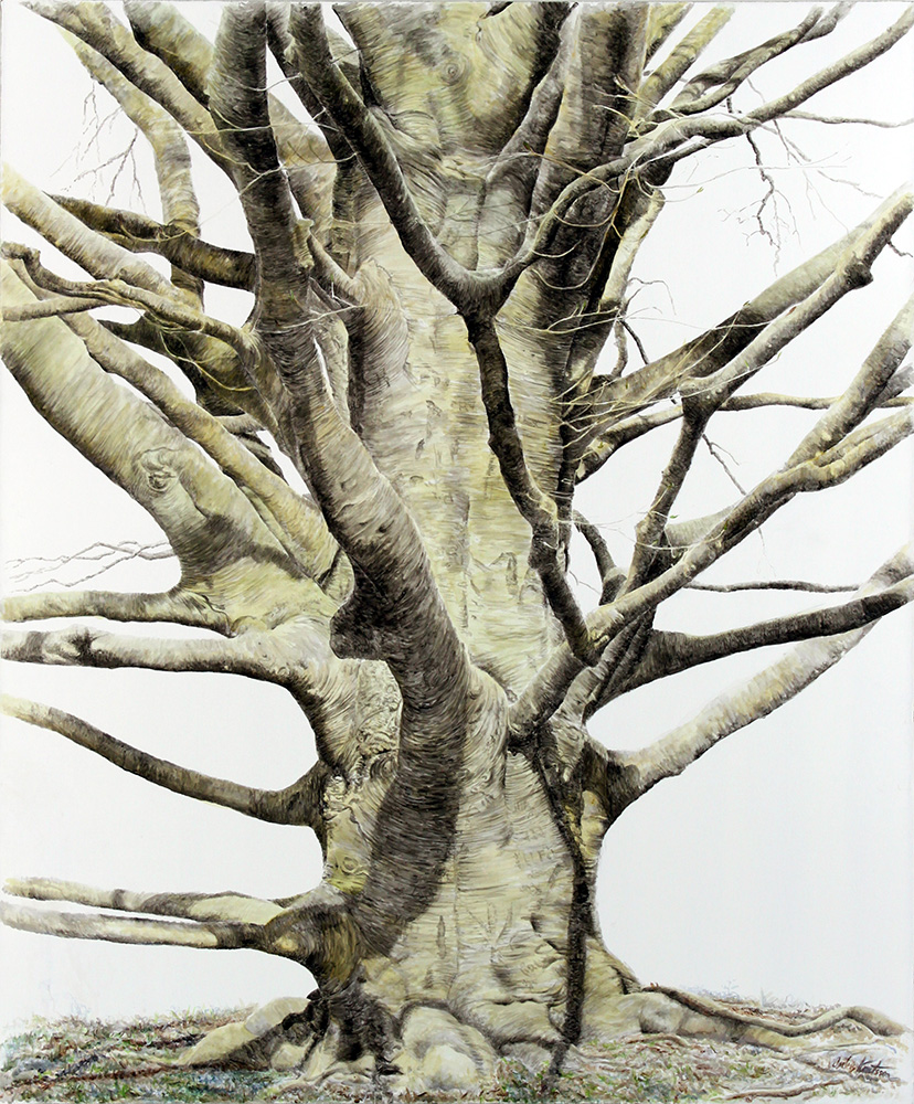 EAST MEADOW BEECH II, 2011 - 127 x 107 cm