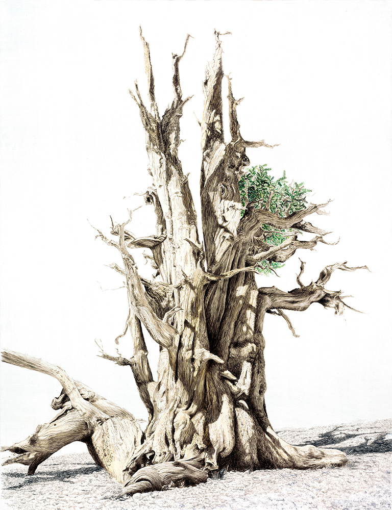 BRISTLECONE PINE I - White Mtns, CA,  53 x 43 in, 135 x 110cm
