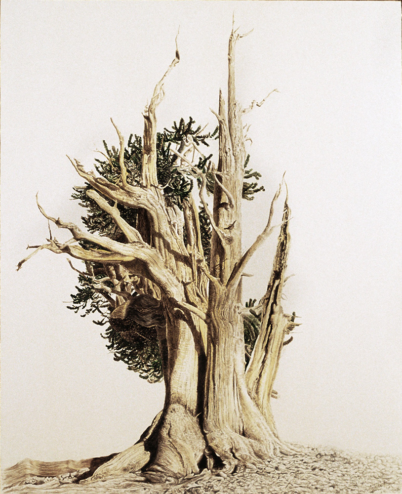 BRISTLECONE PINE II - White Mtns, CA, 52 x 42 inch, 132 x 107 cm